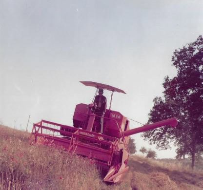 Nonno Angiolino che provvede a trebbiare i prodotti vegetali antichi e artigianali