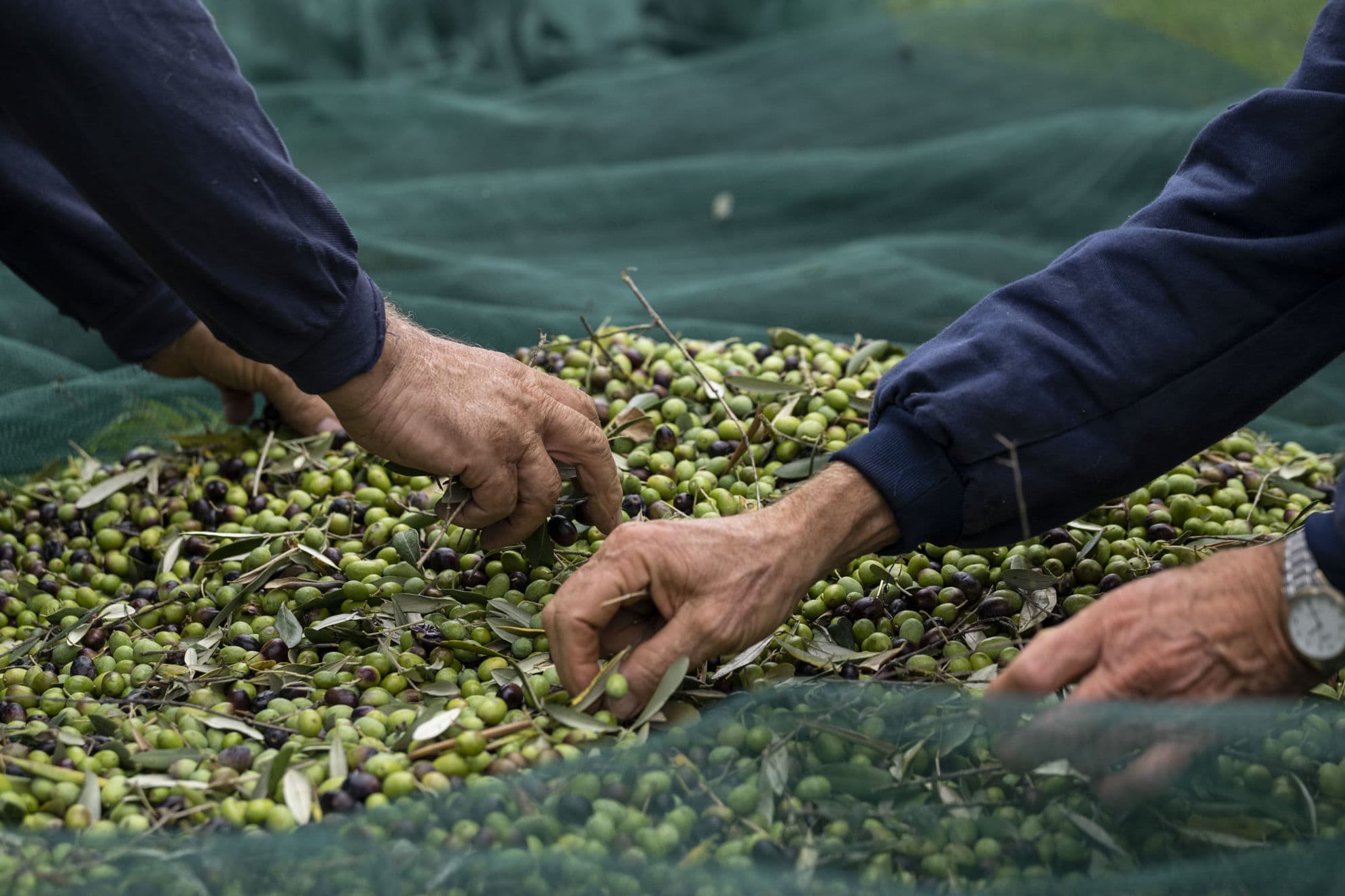 Olive raccolte fresche
