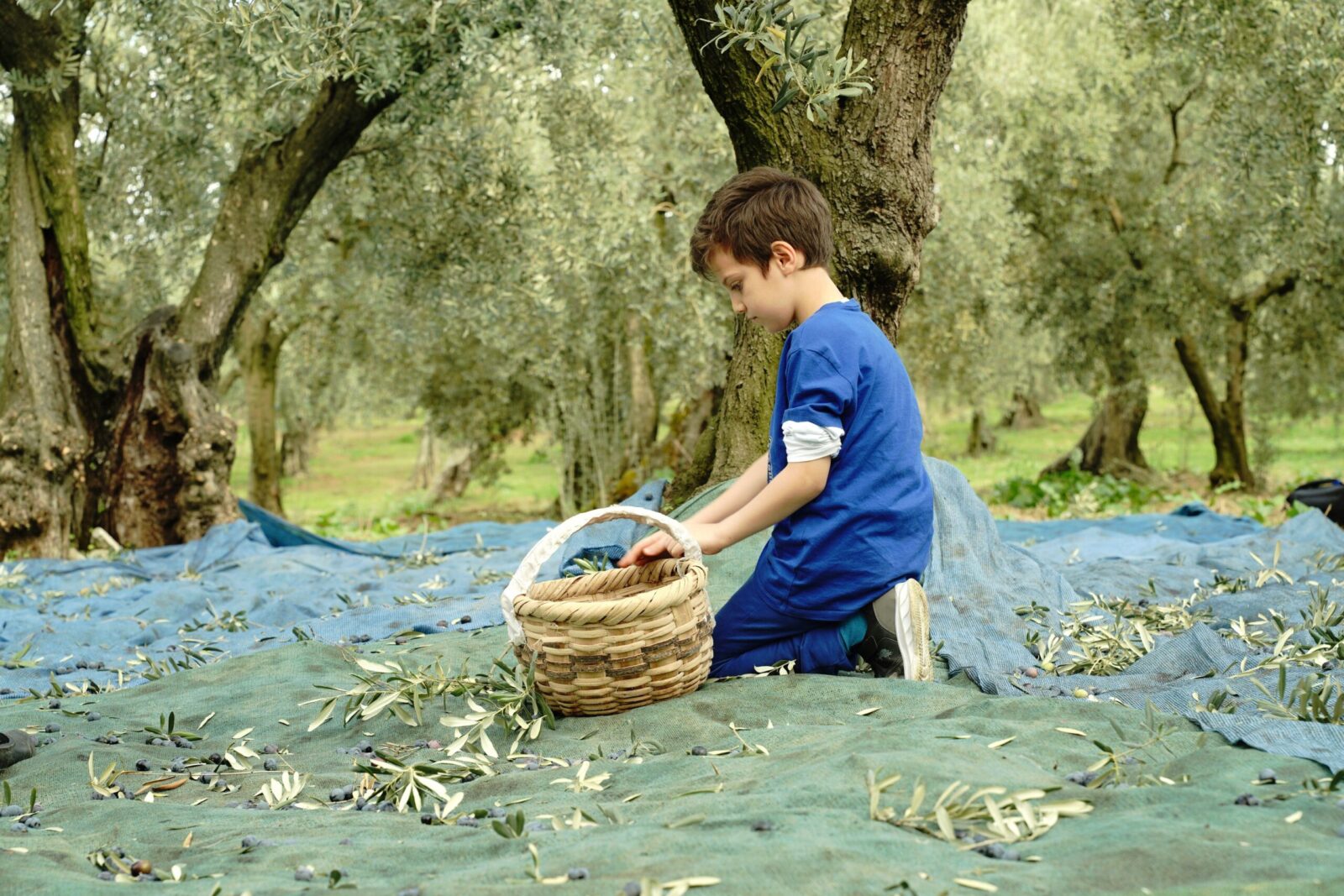 A young boy collects olives in a scenic Mediterranean grove, symbolizing traditional farming.